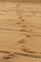 Fototapeta na wymiar footprints on sand