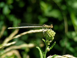 dragonfly