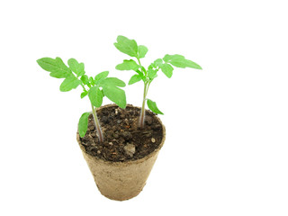 Sprout