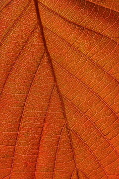 Lighten leaf vertical