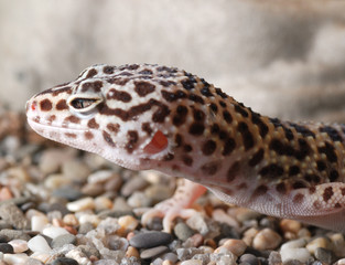 lizard