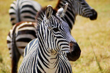 Zebra Africana