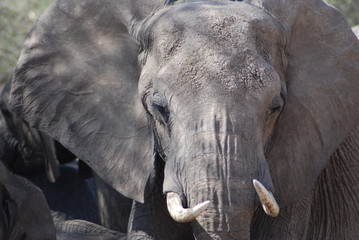 Elefante africano in Tanzania