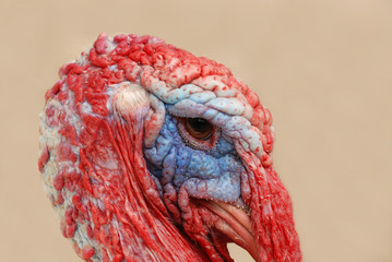 The turkey-cock
