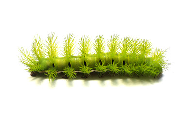Scary Green Caterpillar