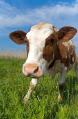 Fototapeta na wymiar Cow on a meadow