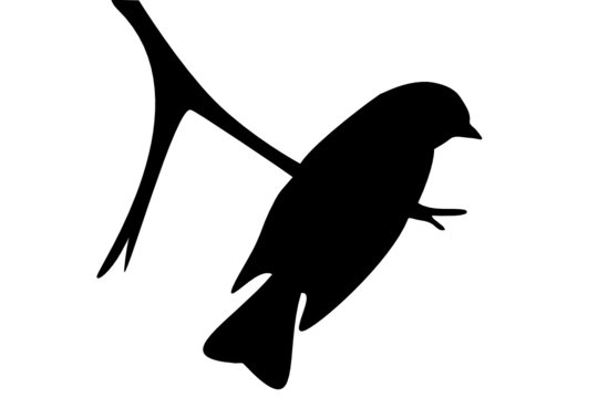 Songbird two
