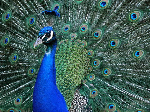 Pfau_02
