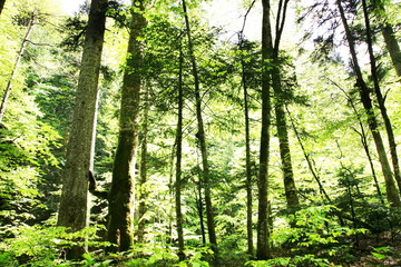Fototapeta premium Green forest