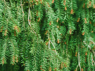 Pine needle. Green Bakground