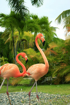 Flamand rose et palmier