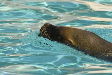 Obraz premium Otarie de spectacle