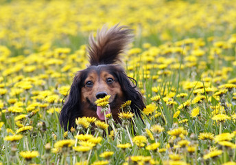 take a smell at dandelion