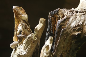 Frilled Neck Lizard