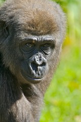 Obraz premium Western Lowland Gorillas