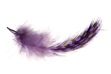 feather1