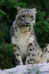 Snow Leopard