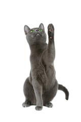 Russian blue cat over white background