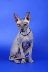 sphynx cat over blue