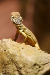 Central Netted Dragon