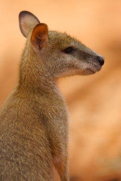 Yellow Footed Rock Wallaby