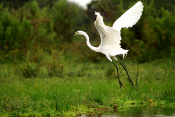 White heron