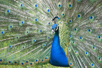 Obraz premium Paon qui fait la roue