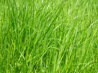 herbe verte gros plan 