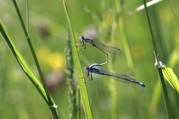 Accouplement de demoiselles