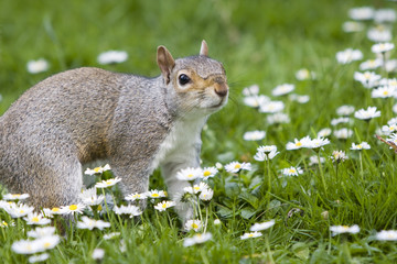 ardilla en el parque 12
