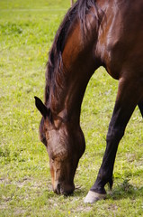 cheval 78