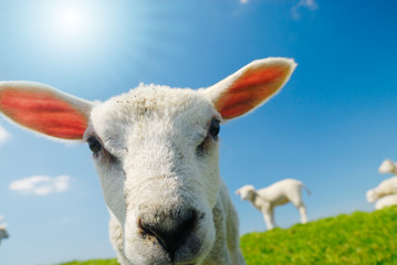 Naklejka premium lamb in spring