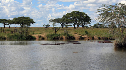 African landscape with hippo's