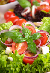 Fresh salad