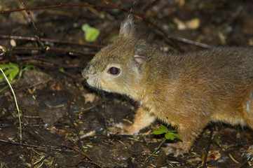squirrel