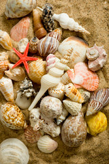 Sea Shell Background