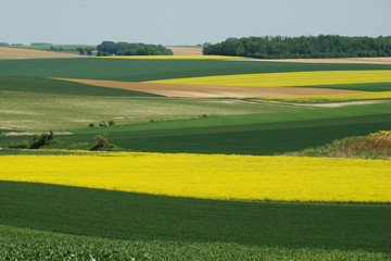 Cultures de colza et de blé,Aisne,Picardie