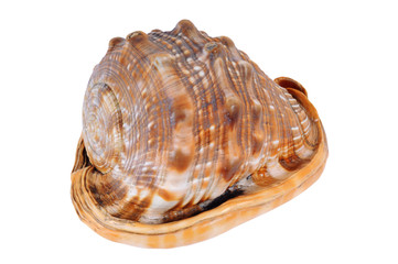 Big sea conch
