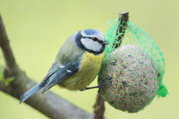 Mésange bleue Parus caeruleus 