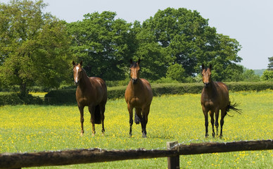 A trio of magnificent chestnut horses in a field of buttercups