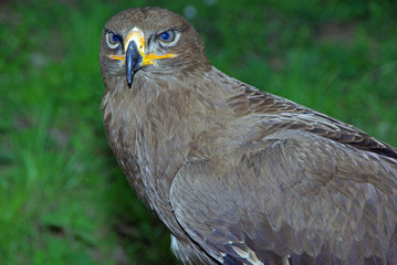Steppenadler - Schönheit der Lüfte