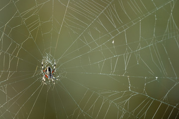 Spider web