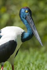 Black-necked Stork
