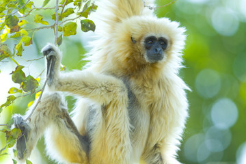 White-Handed Gibbon