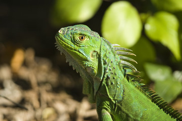 Green Iguana