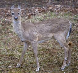 whitetail