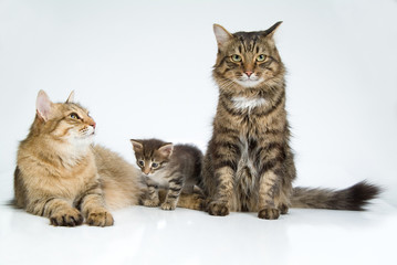 Cats Family