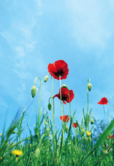 Naklejka premium coquelicot en contre plongée