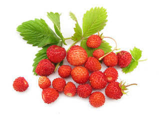 Wild strawberries with leaves 