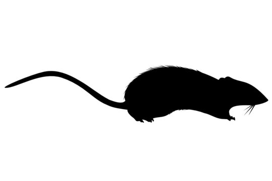 Rat one